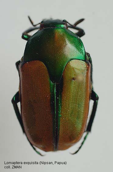 Papua Insects Foundation (Coleoptera/Scarabaeidae)